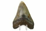 Fossil Megalodon Tooth - North Carolina #161448-2